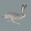 Sophie Allport Hare Made to Measure Roman Blind Teal Blue
